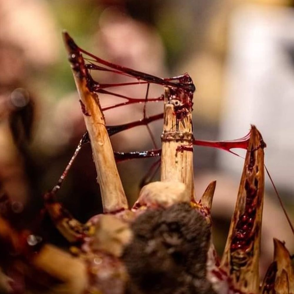 Dirty Down Gore blood strand effect example