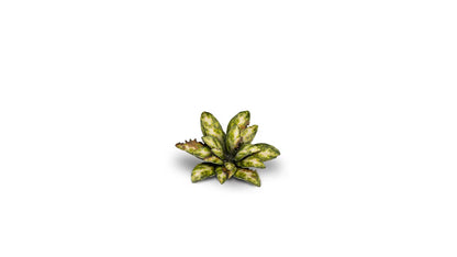 Laser Plants - Dumb Cane