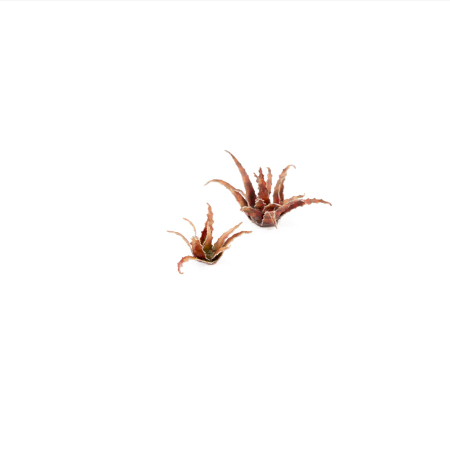 Miniature terrain featuring assembled Red Aloe laser-cut plants integrated into a realistic scenic landscape.