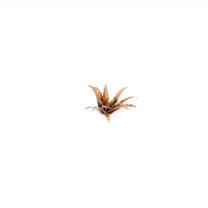 Miniature terrain featuring assembled Red Aloe laser-cut plants integrated into a realistic scenic landscape.
